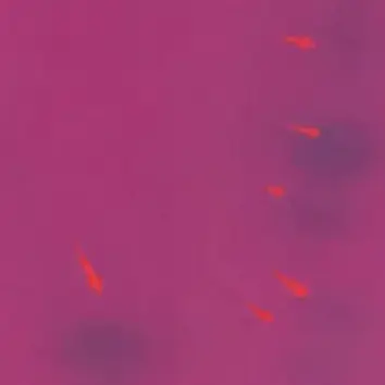  DYE SPOT 